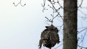 Professional technician performing wasp nest removal in Welwyn Garden City garden