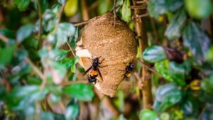 Professional wasp nest removal specialist in St Albans examining nest location