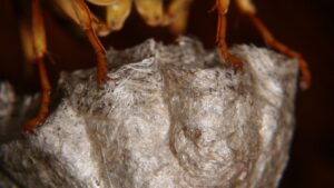 Peskey Solutions technician safely removing wasp nest from St Albans property
