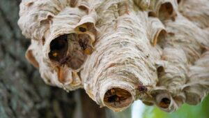 Completed wasp nest termination in St Albans residential garden by Peskey Solutions
