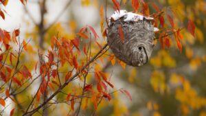 Dangerous wasp nest found in Rickmansworth garden shed before professional termination
