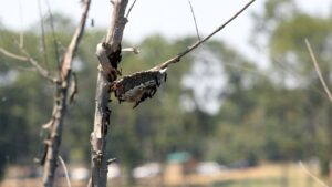 Professional wasp nest removal technician treating a wasp nest in Potters Bar garden
