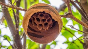 Fully equipped wasp nest removal van servicing the Potters Bar EN6 postcode area
