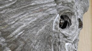 Professional wasp nest removal specialist in Stevenage examining nest in loft space