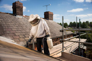 Peskey Solutions technician safely removing hornet nest from garden shed in protective equipment