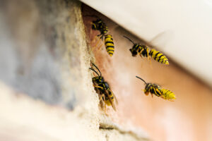 Early warning signs of wasp infestation: wasps entering roof space through small gap in Hertfordshire property